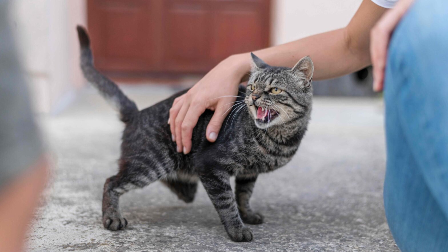 rabies-kucing