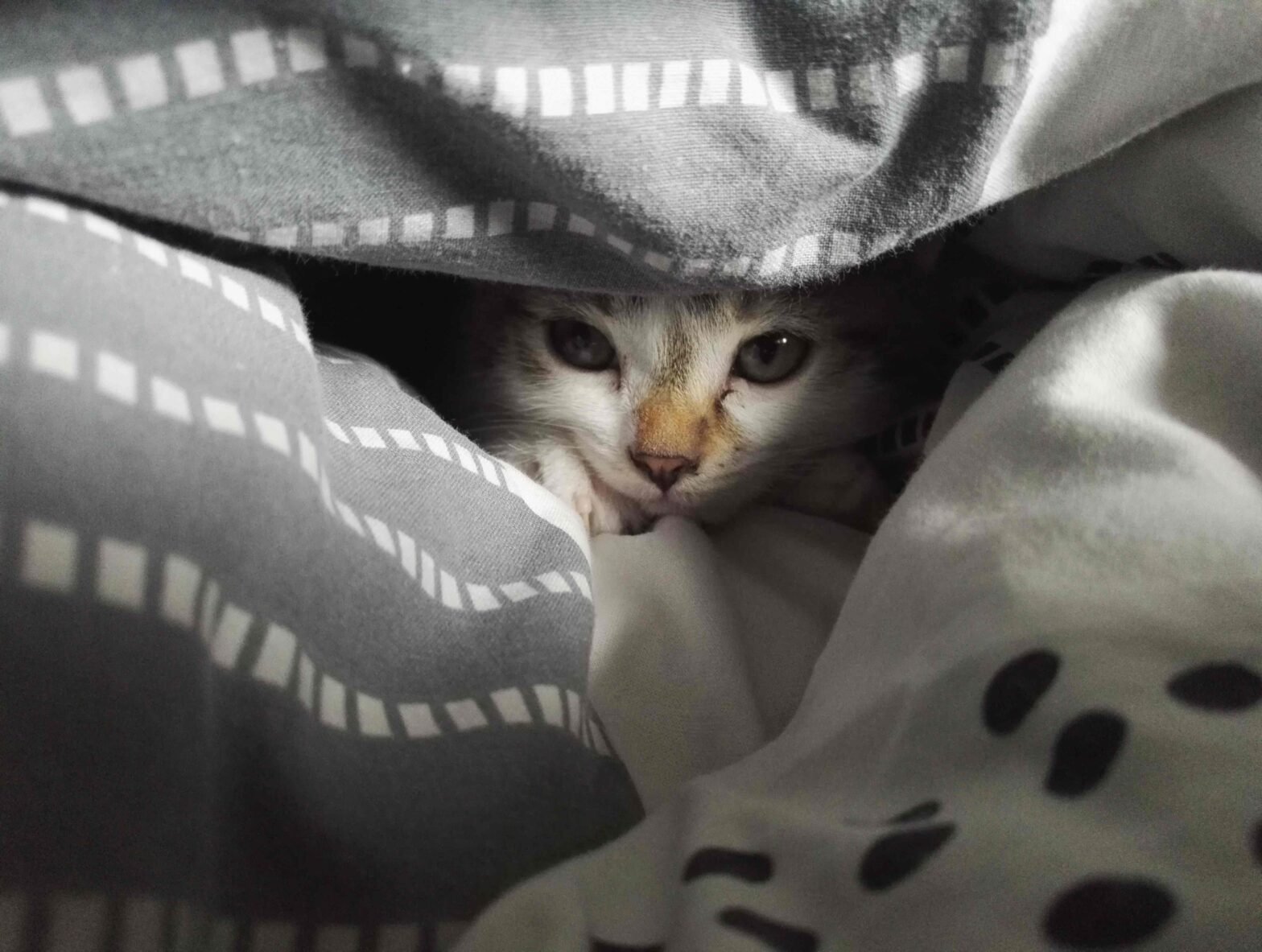 tanda-kucing-stress