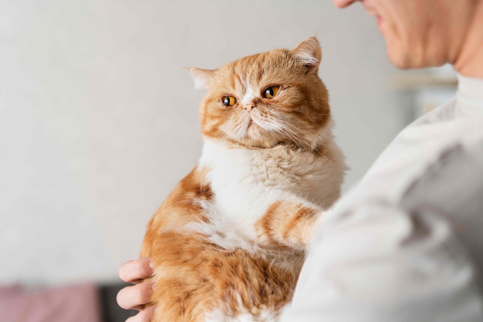 akupuntur-untuk-kucing