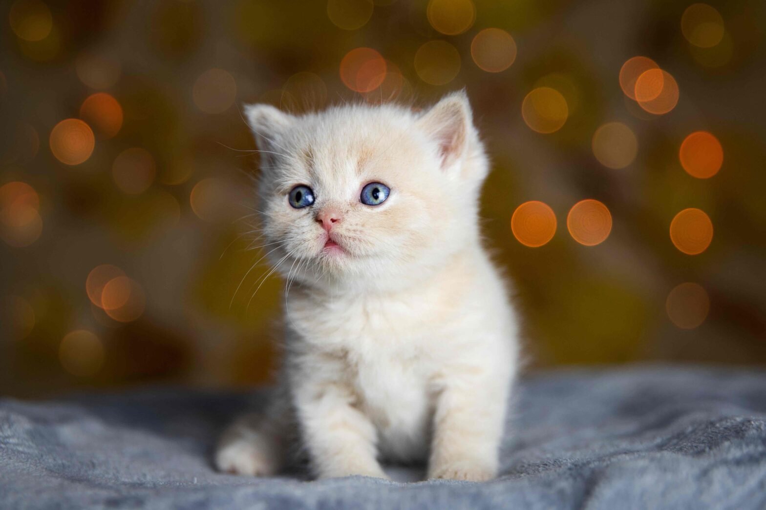 cara-merawat-bayi-kucing