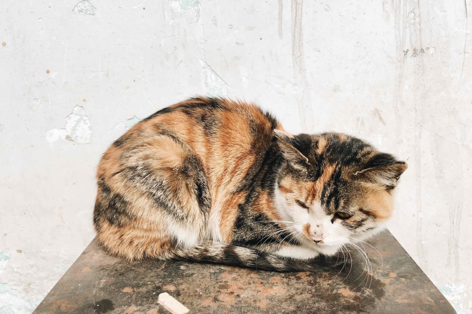 Virus Panleukopenia pada Kucing