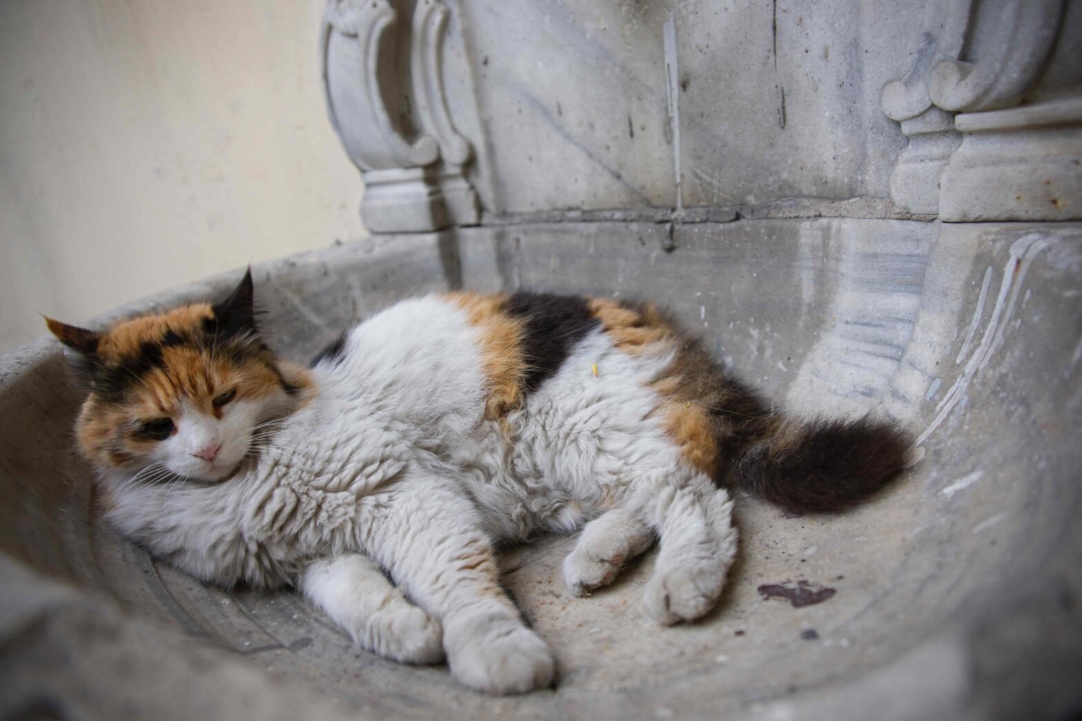 penyakit-kucing-yang-menular