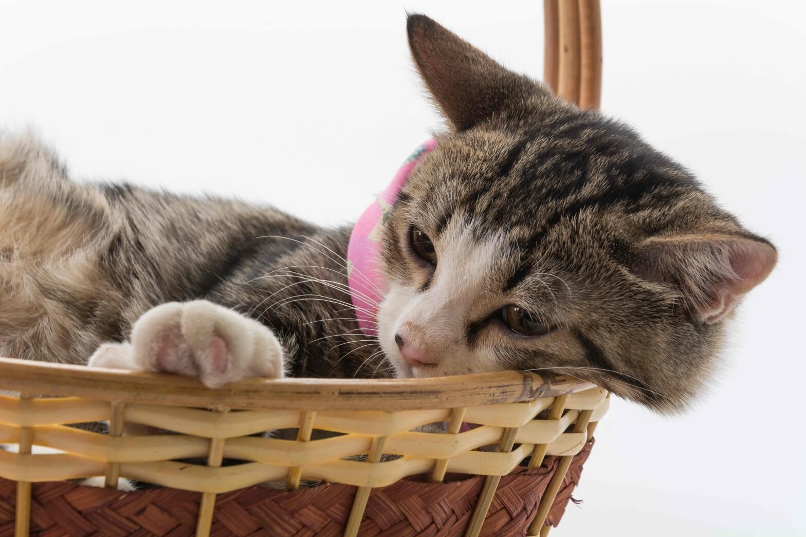 heat-stroke-pada-kucing